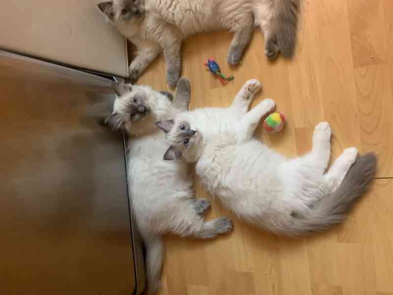 Ragdoll s PP koťata  - foto 3