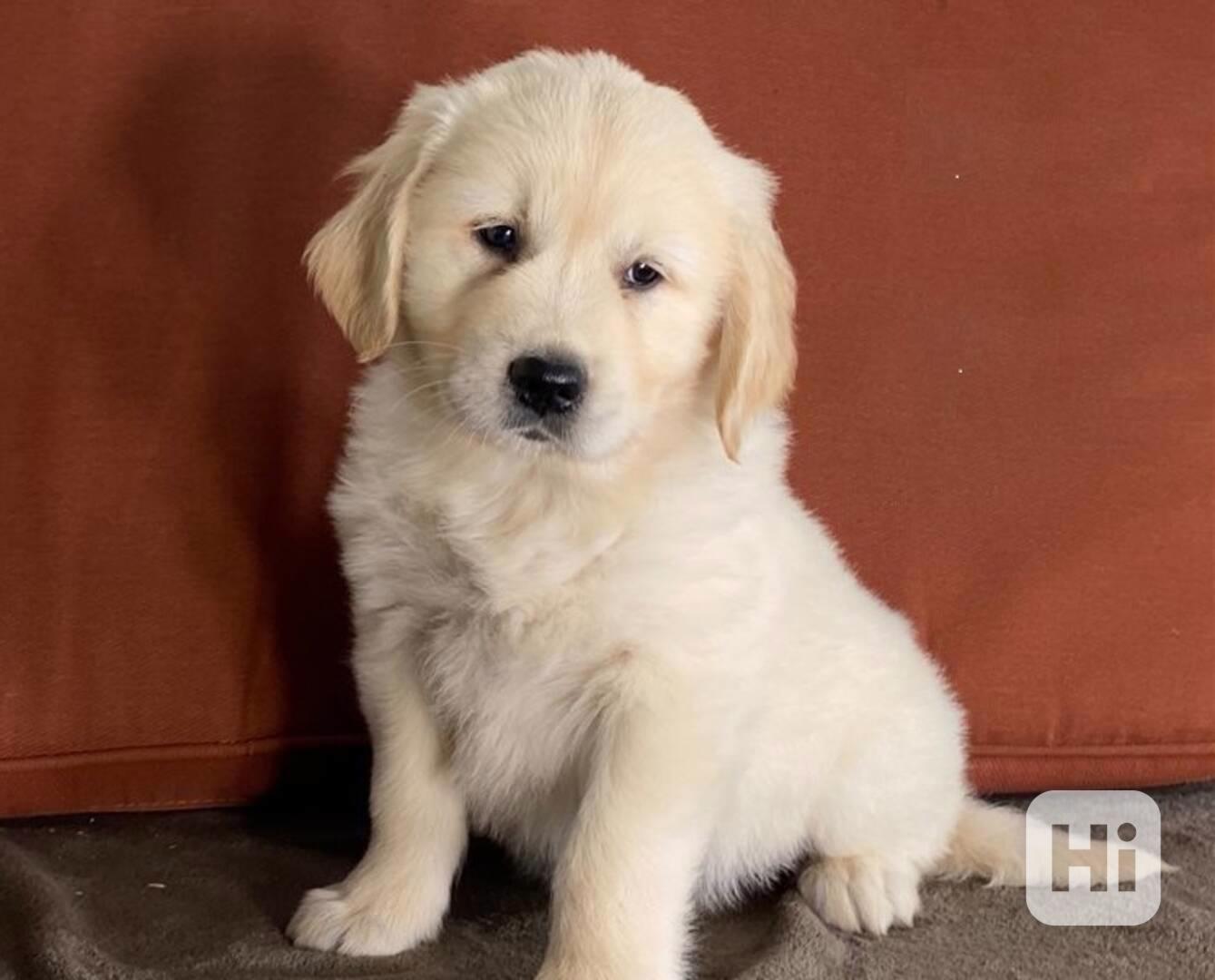 Zdravá štěňata zlatého retrívra - foto 1