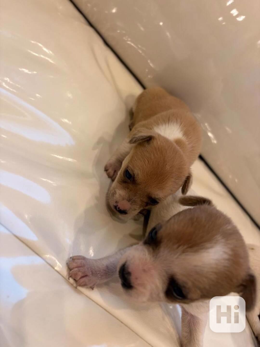 Civavy kouzelná štěňátka - foto 1