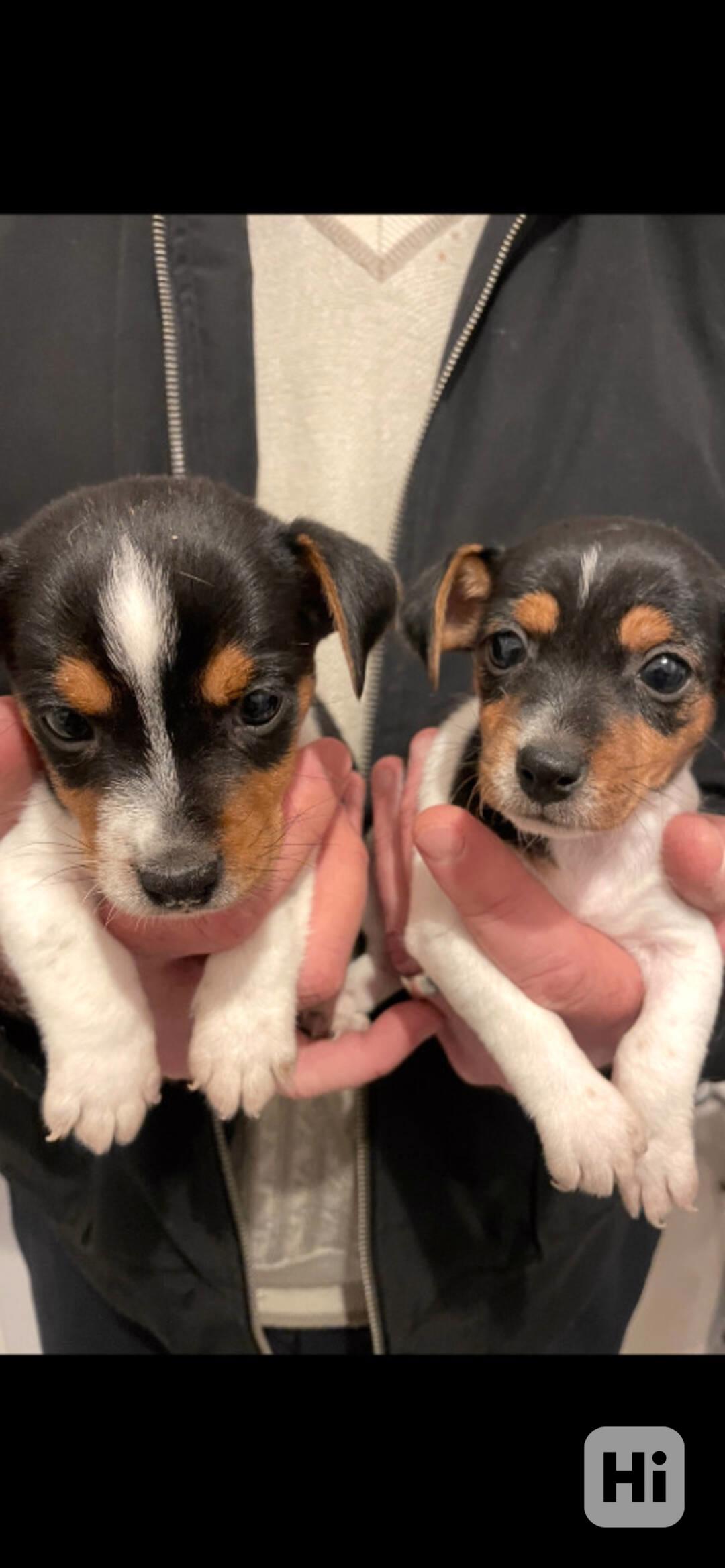 Jack Russell teriér s PP  PP k odběru  - foto 1