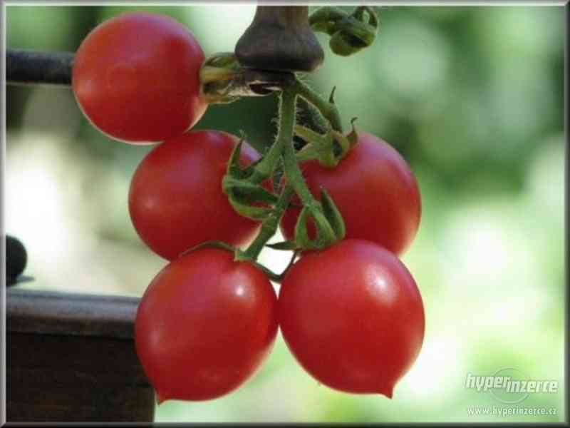Rajče Grappoli d´inverno - semena - foto 1