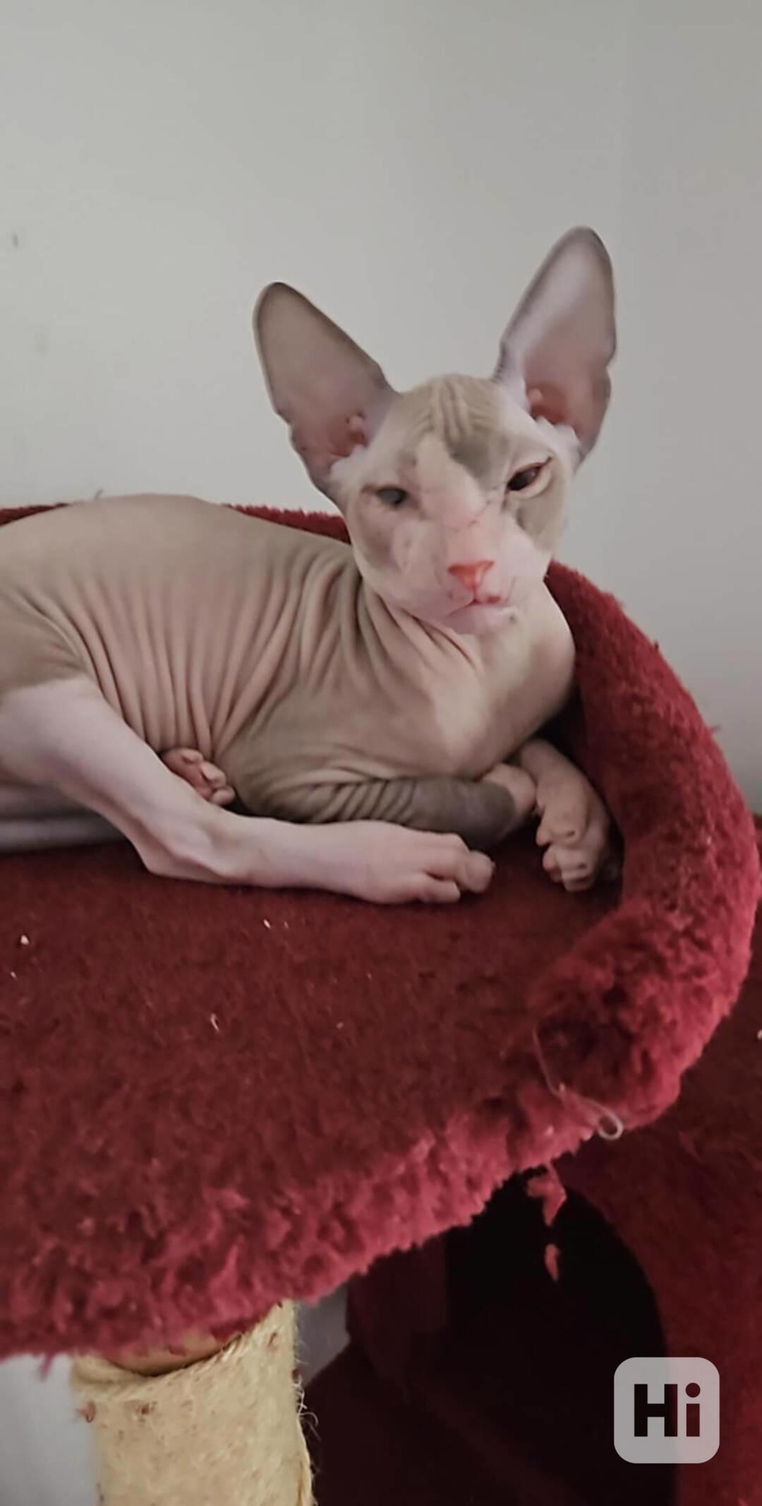 Koťata Don sphynx bez PP k odběru  - foto 1