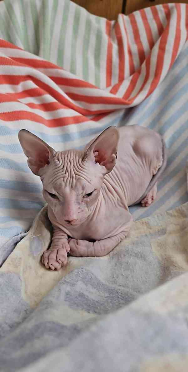 Koťata Don sphynx bez PP k odběru  - foto 2