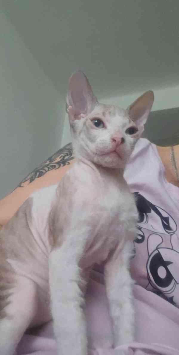 Koťata Don sphynx bez PP k odběru  - foto 8