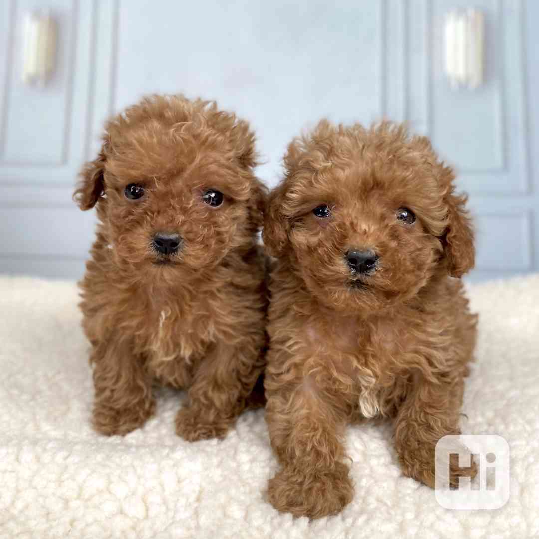 Dobře vycvičená štěňata čistokrevného toy pudla - pejsek a f - foto 1