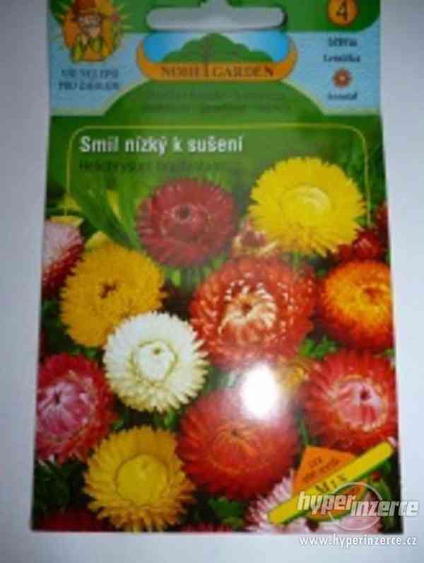 Smil nízký-Mix /Semena: www.rostliny-prozdravi.cz - foto 1
