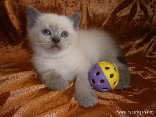 Britská colorpoint s modrými odznaky - foto 1