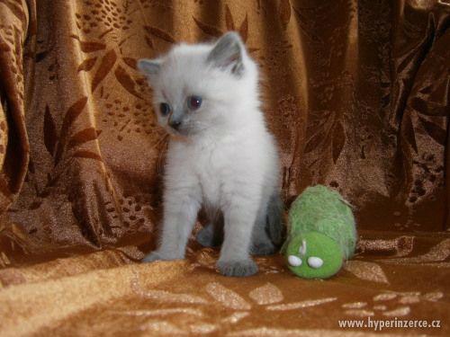 Britská colorpoint s modrými odznaky - foto 2