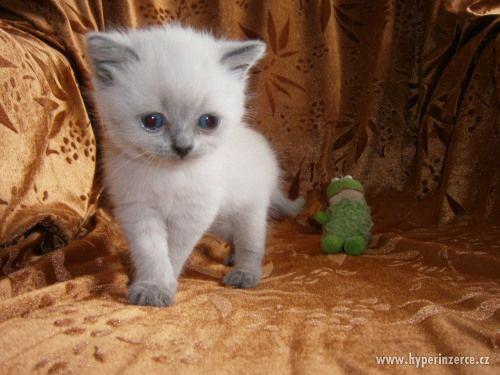 Britská colorpoint s modrými odznaky - foto 3