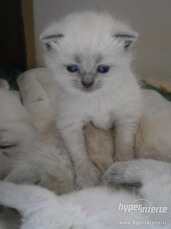 Britská colorpoint s modrými odznaky - foto 4