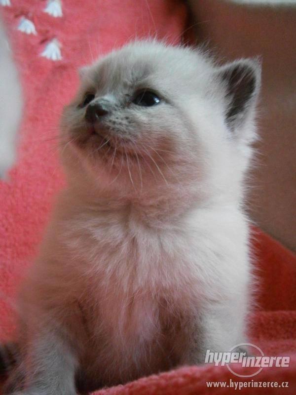 Britská colorpoint s modrými odznaky - foto 5