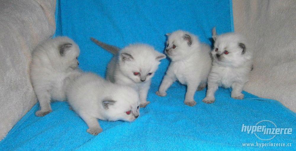 Britská colorpoint s modrými odznaky - foto 6