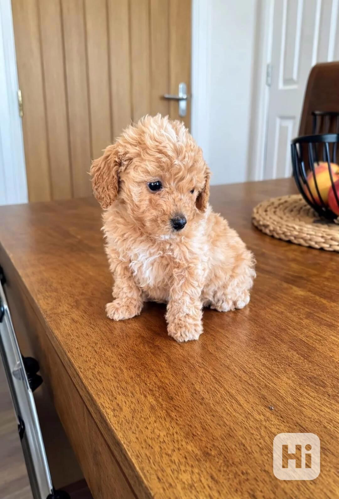 Zdravá štěňata toy pudla hledají nový domov - foto 1