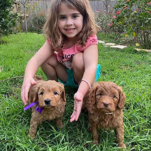 Nabízíme k prodeji štěňátka labradoodle pejska a fenku - foto 3