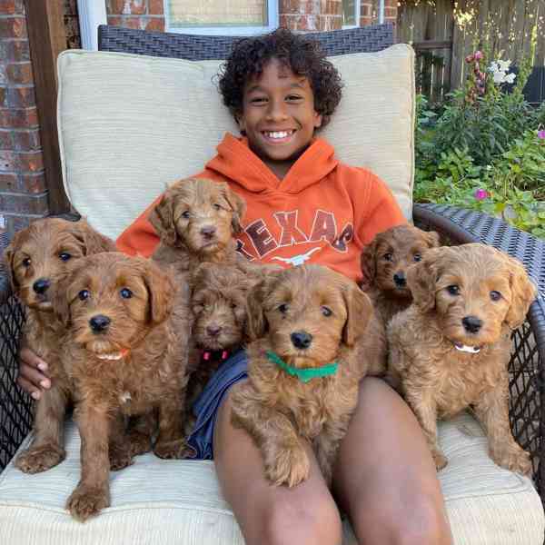 Nabízíme k prodeji štěňátka labradoodle pejska a fenku - foto 2
