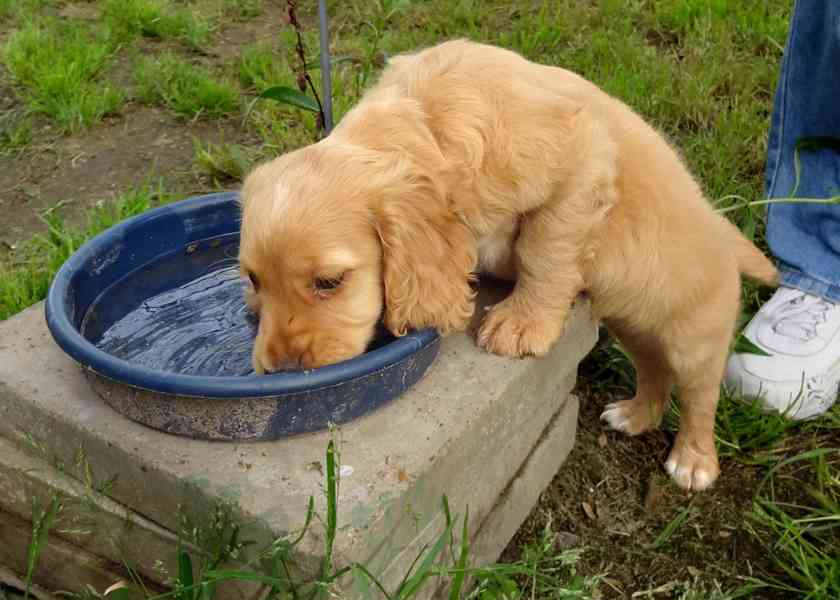 Roztomilá štěňátka labradoodla připravena Máme vrh 5 štěňáte - foto 1