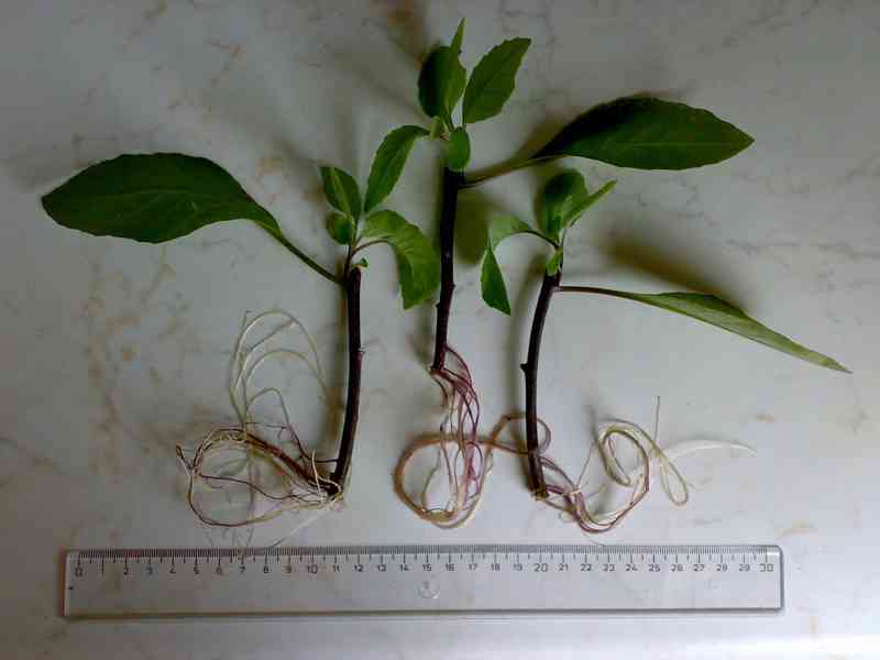 Gynura procumbens (léčivá jedlá pokojovka) zakořeněné řízky - foto 2