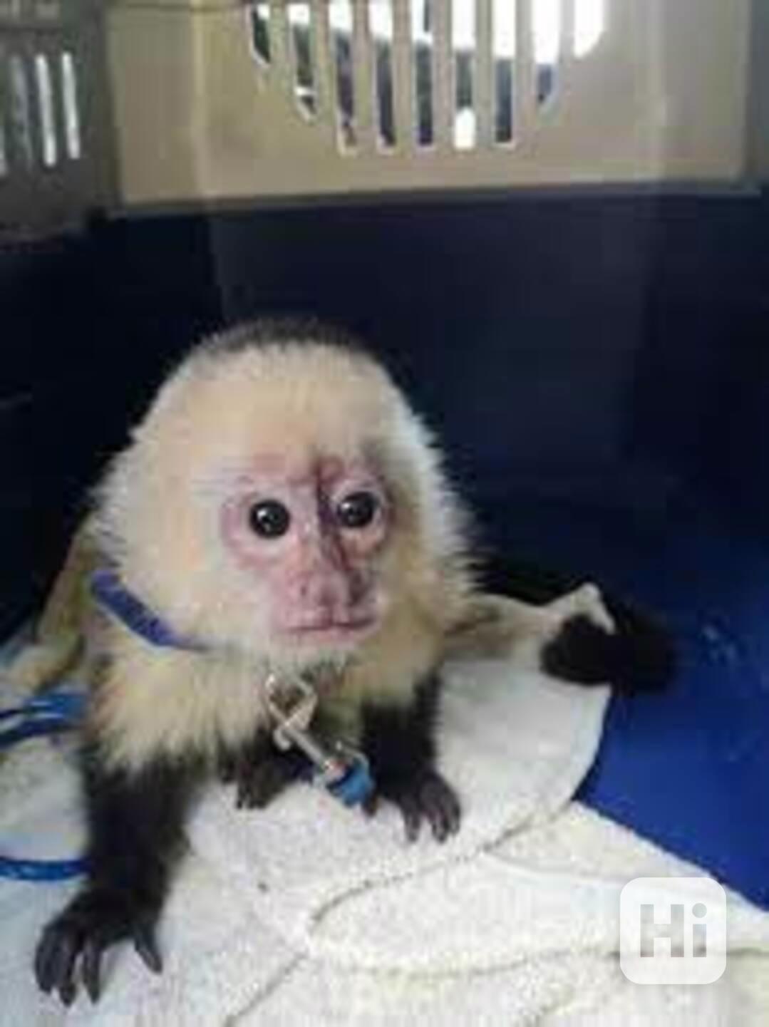 K dispozici jsou extrémně krásné kapucínské opice - foto 1