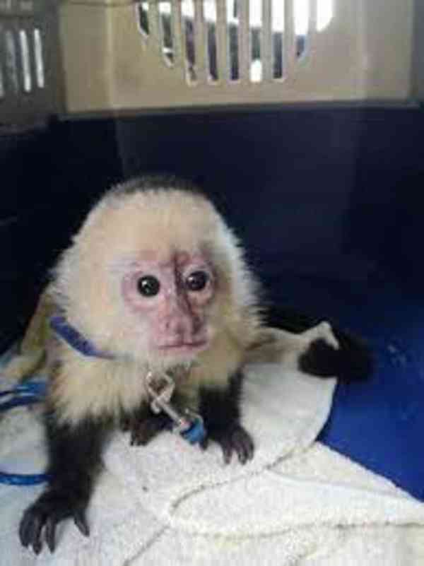 K dispozici jsou extrémně krásné kapucínské opice - foto 1