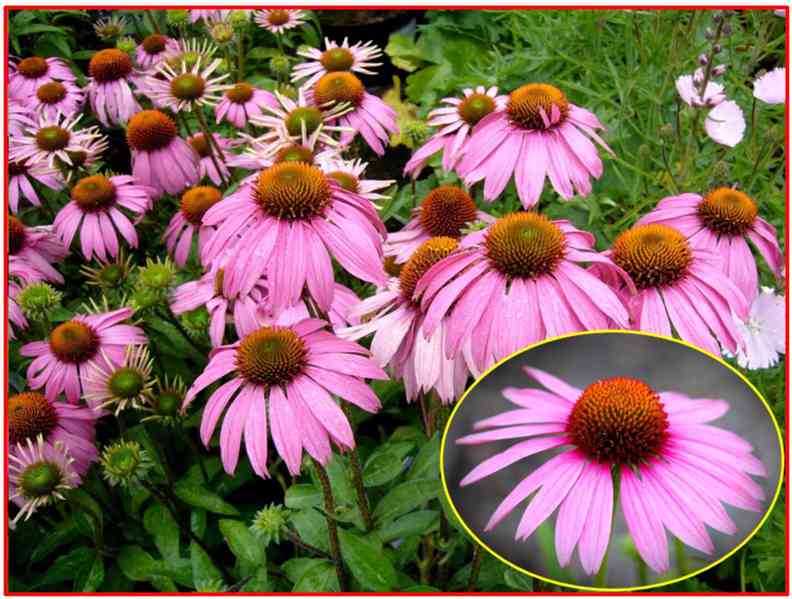 ECHINACEA PURPUREA - SEMENA