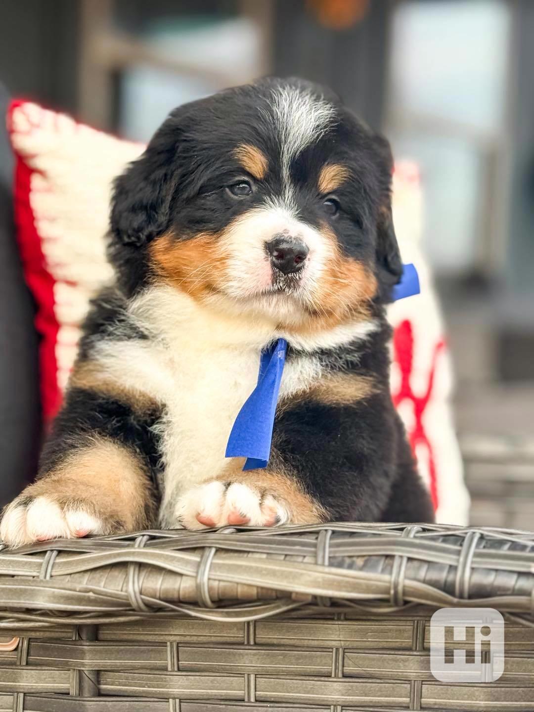 Bernský salašnický pes, samec a samice - foto 1