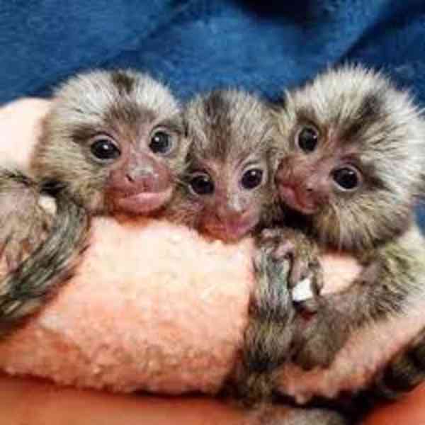 roztomilé opice kosmany k adopci - foto 1