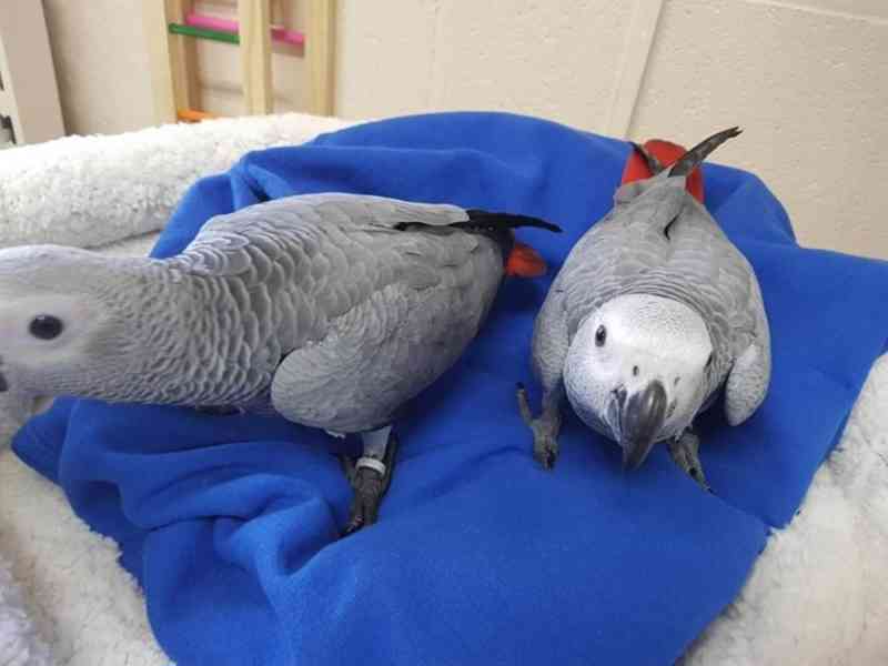 Papoušek šedý k adopci
