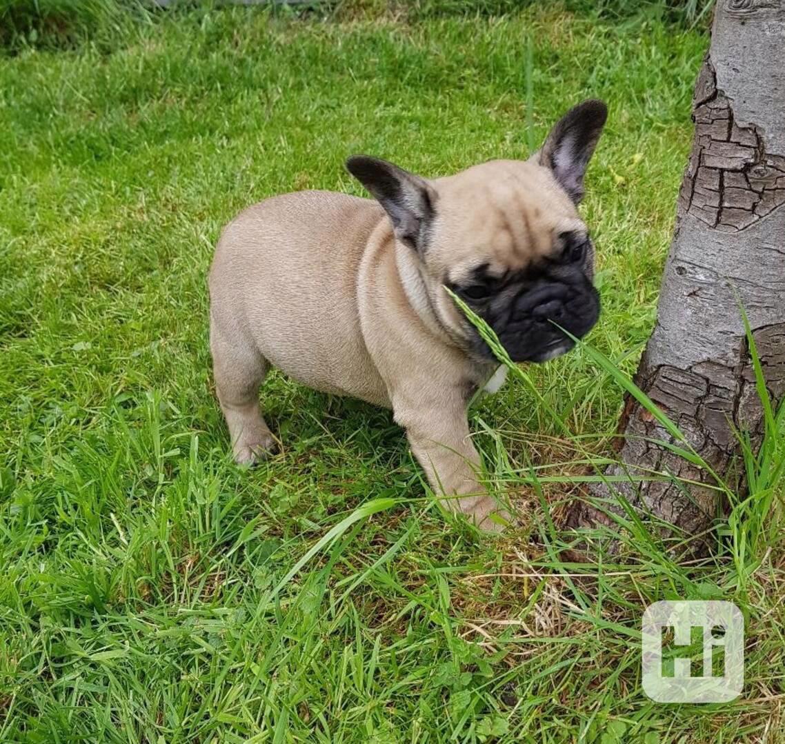 Štěňata francouzského buldočka - foto 1