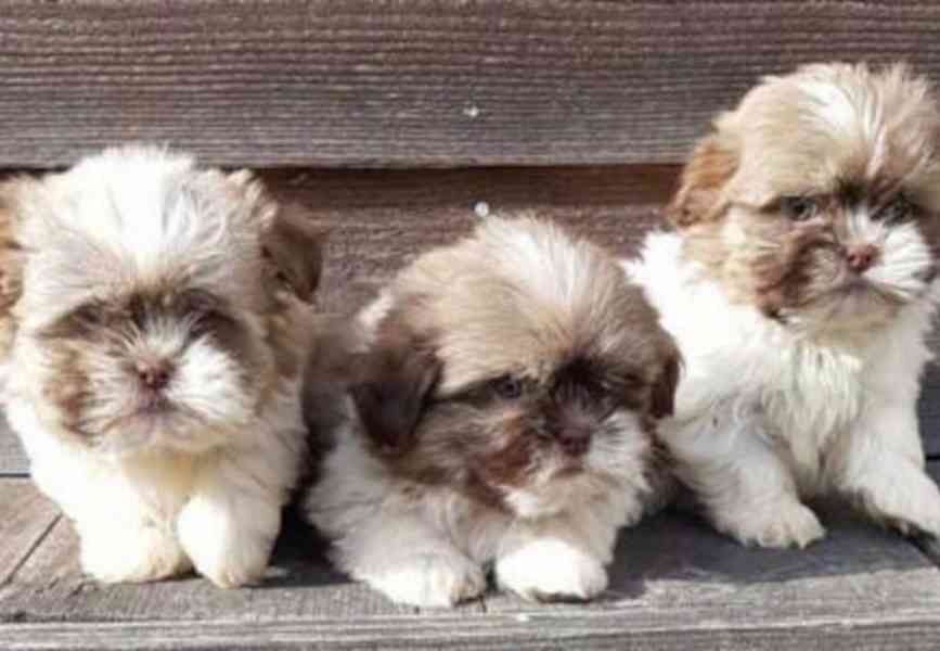 štěňátka shih tzu k adopci zdarma - foto 1