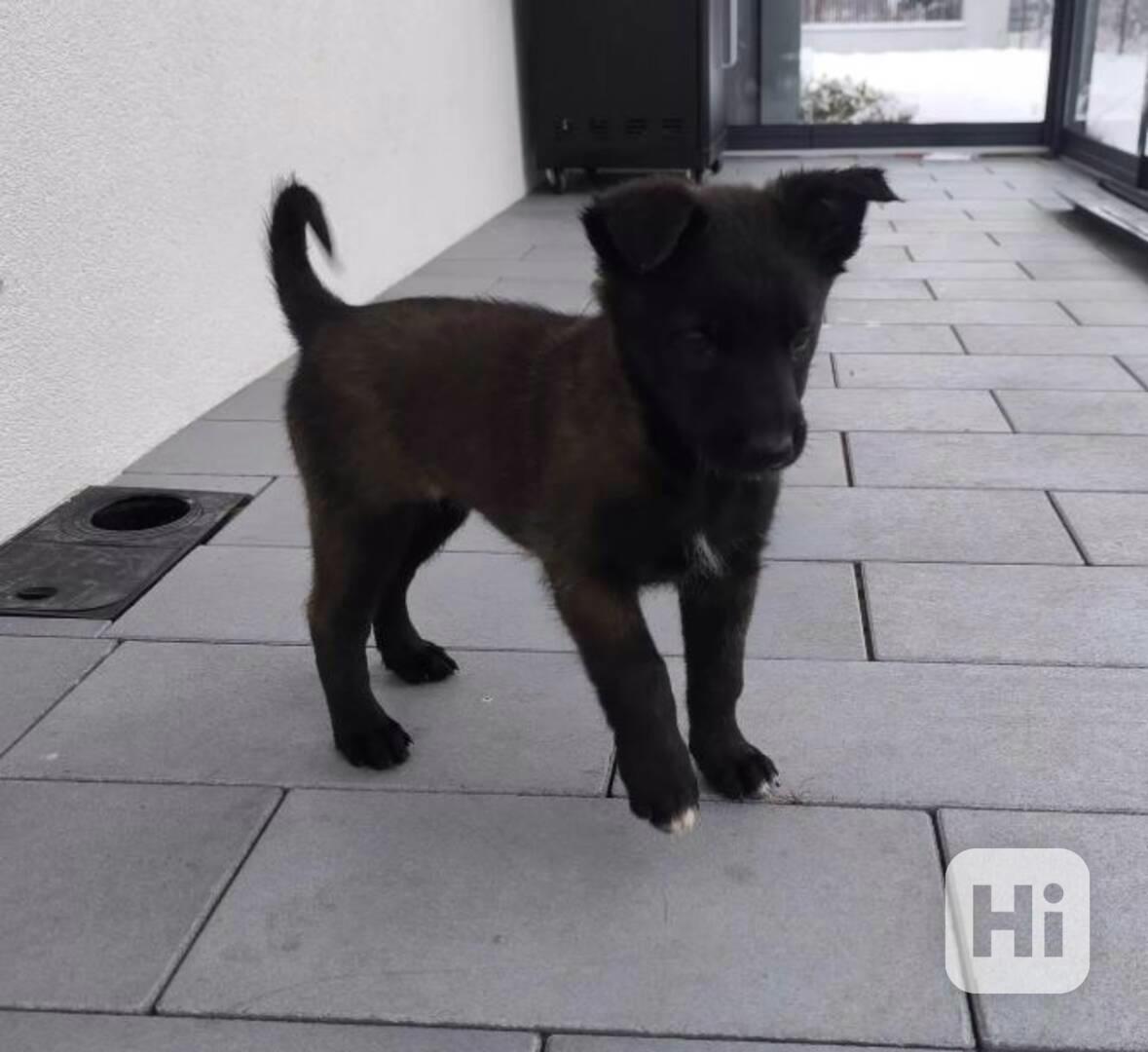 Štěňata belgického ovčáka mallinois k odběru - foto 1