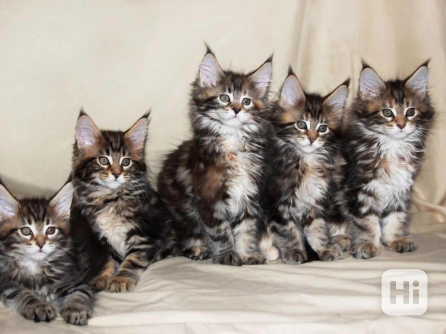 Mainská mývalí koťata na prodej - foto 1