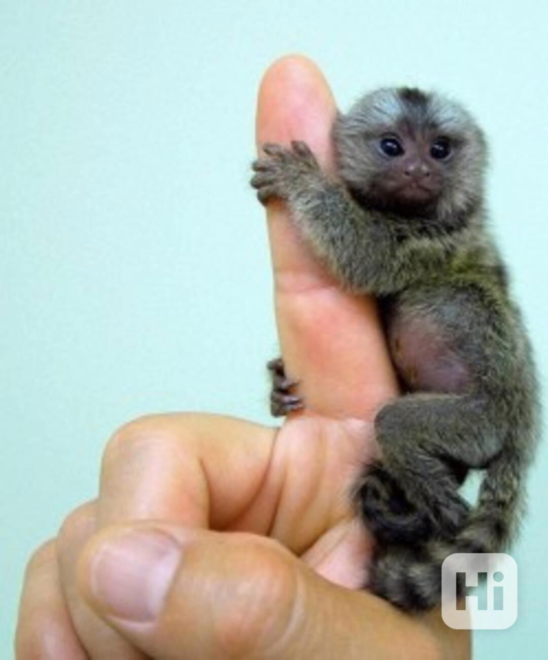 Opice marmoset k adopci - foto 1
