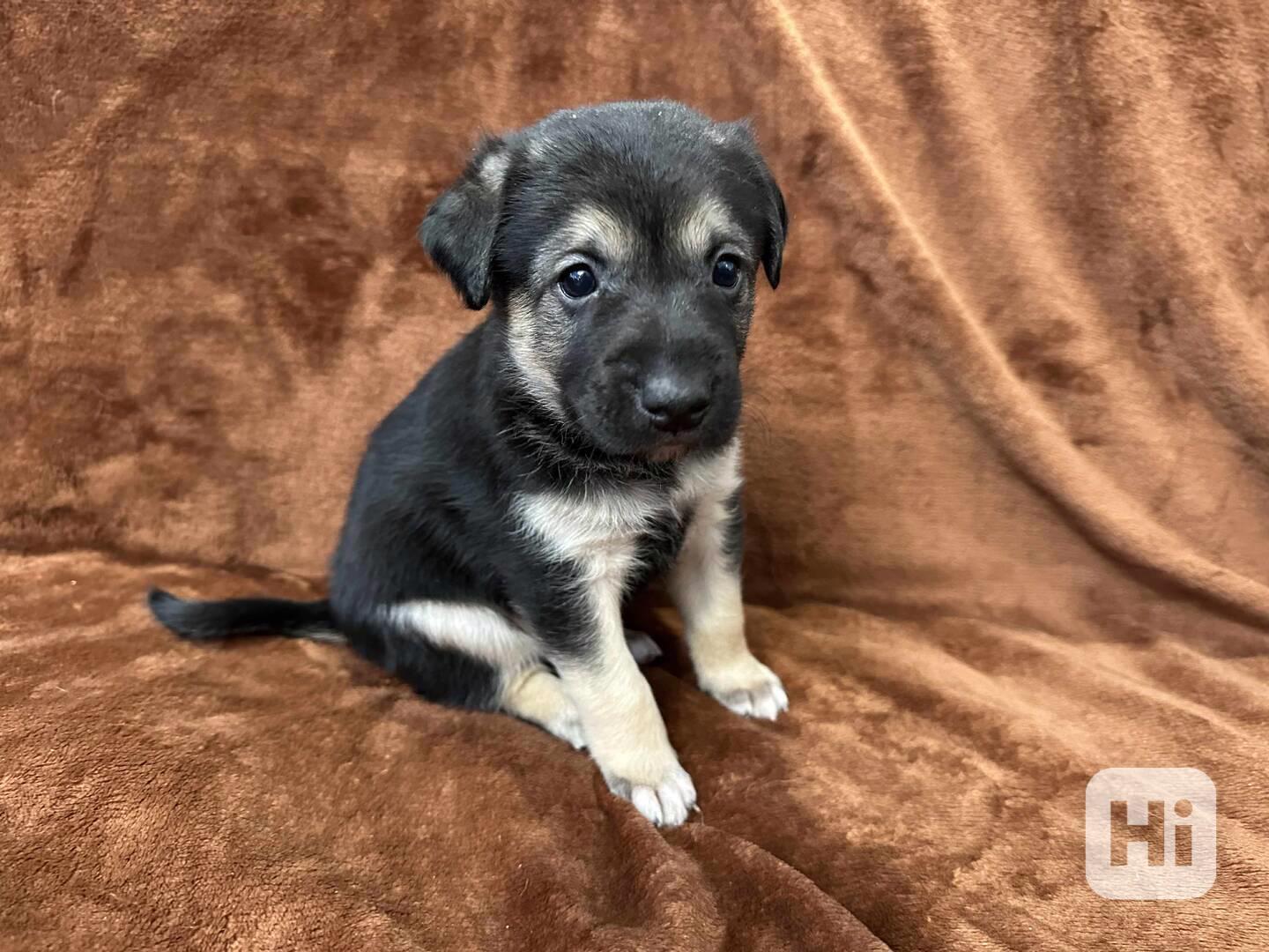 Peruánský naháč - osrstěný pejsek s PP - foto 1