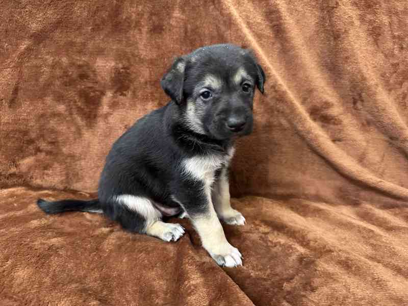 Peruánský naháč - osrstěný pejsek s PP - foto 4