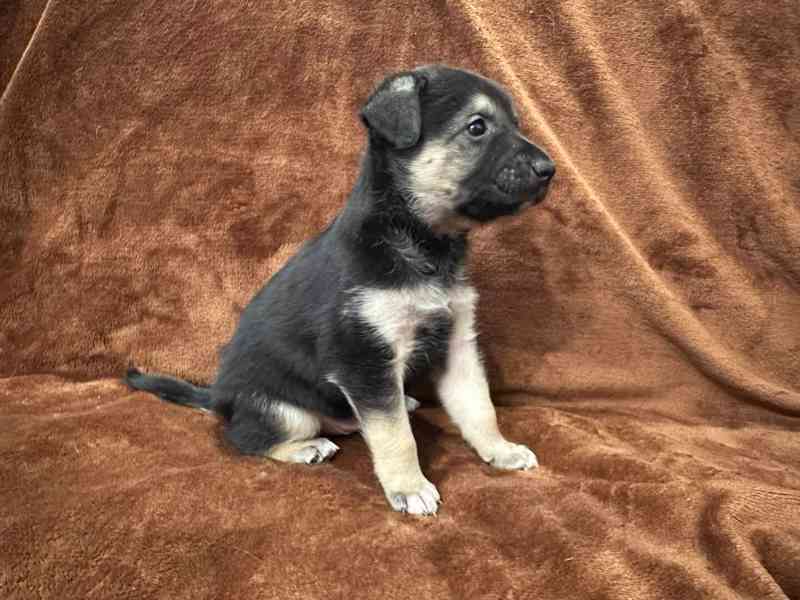 Peruánský naháč - osrstěný pejsek s PP - foto 8