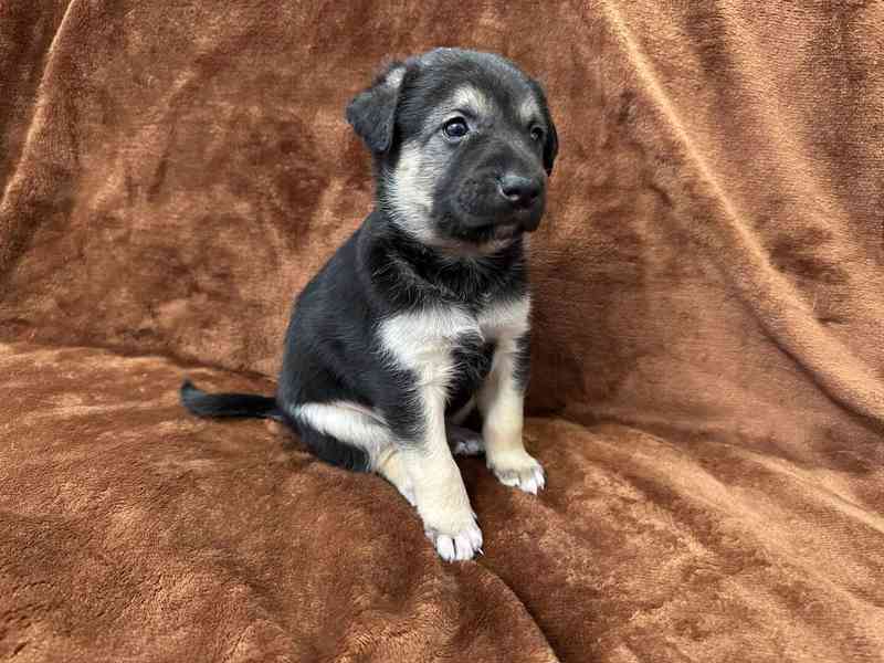 Peruánský naháč - osrstěný pejsek s PP - foto 3