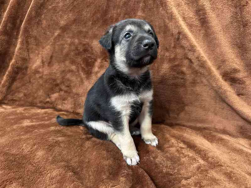 Peruánský naháč - osrstěný pejsek s PP - foto 2