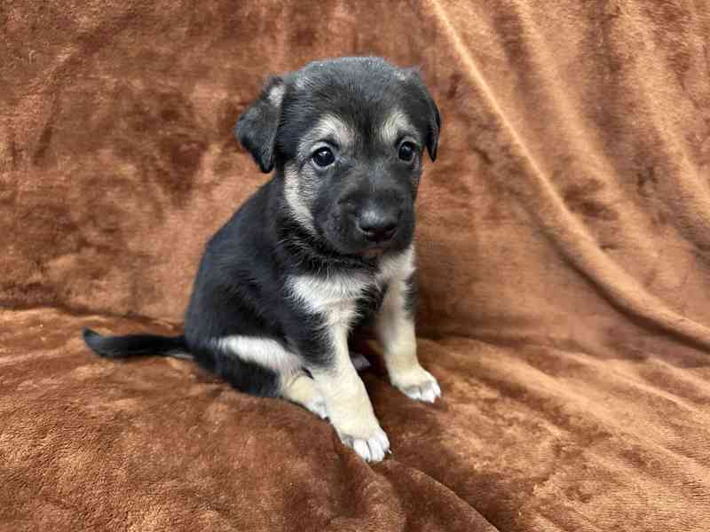 Peruánský naháč - osrstěný pejsek s PP - foto 1