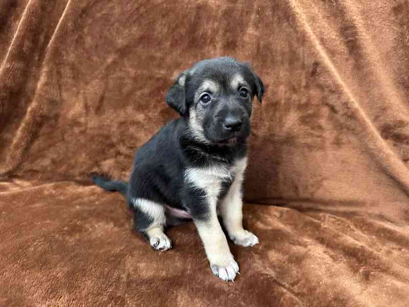 Peruánský naháč - osrstěný pejsek s PP - foto 7