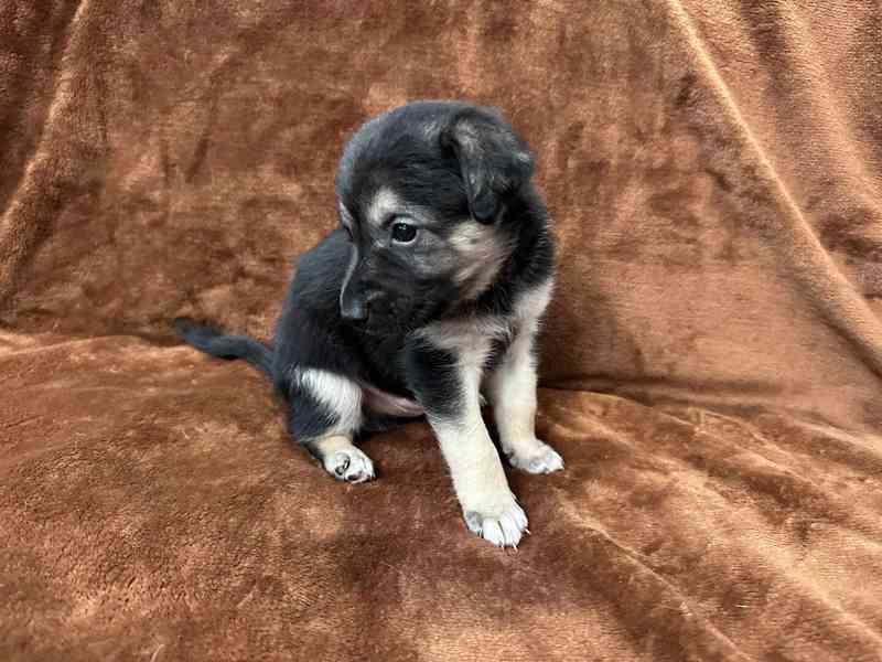 Peruánský naháč - osrstěný pejsek s PP - foto 6