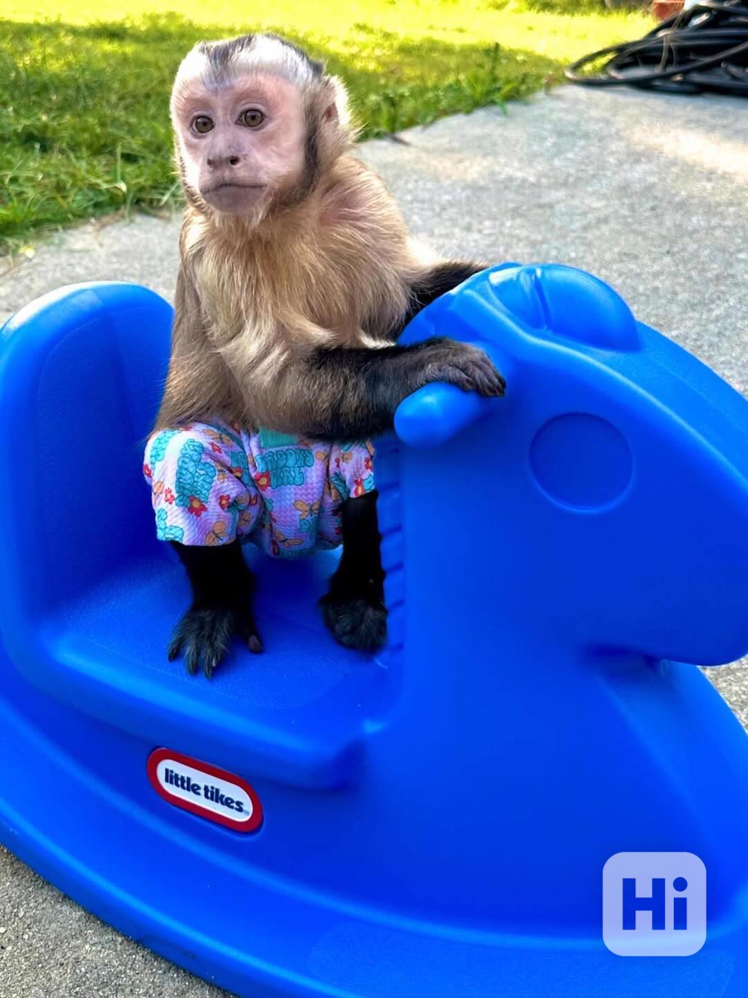  Klidné a roztomilé kapucínské opice - foto 1