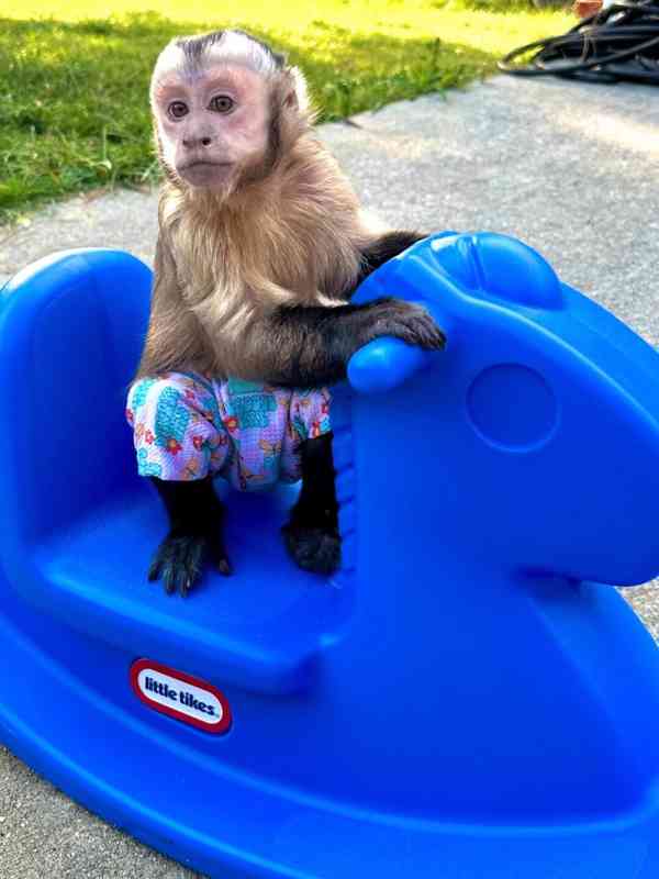  Klidné a roztomilé kapucínské opice