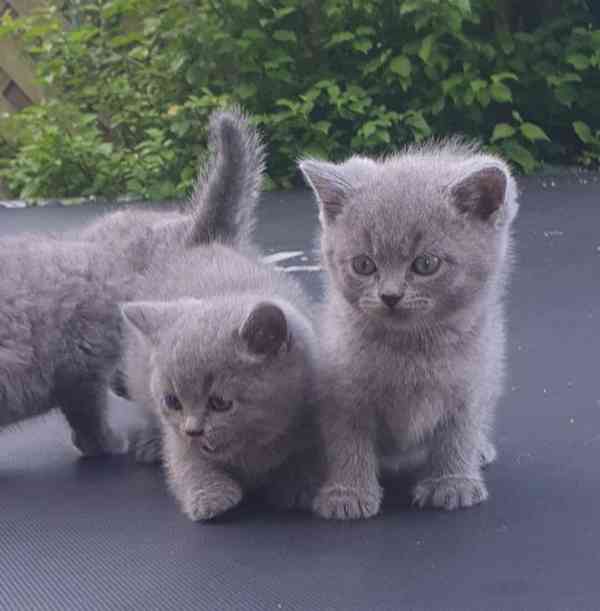 Malá koťátka britské krátkosrsté (BKH) koťátka k dispozici s