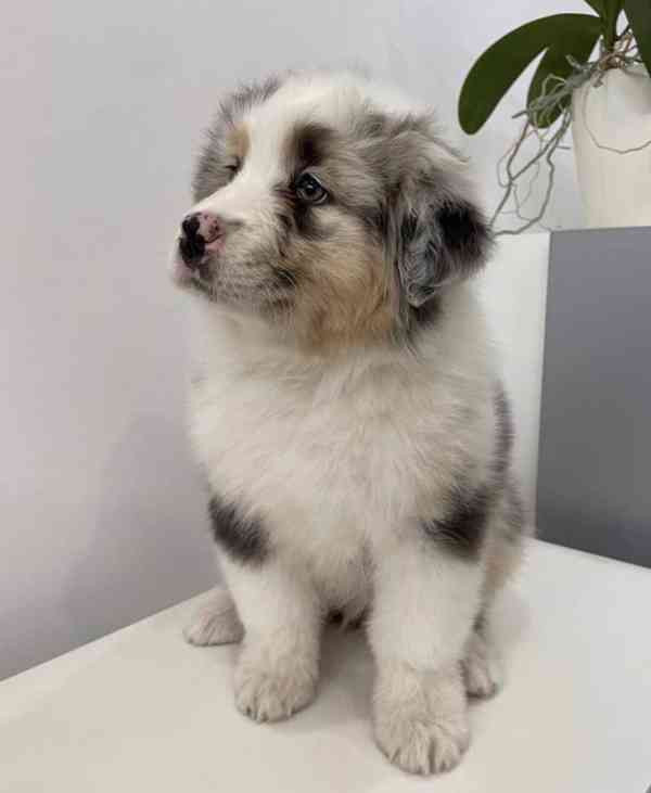 Štěňata australského ovčáka k dispozici na NOVÝ ROK - foto 2