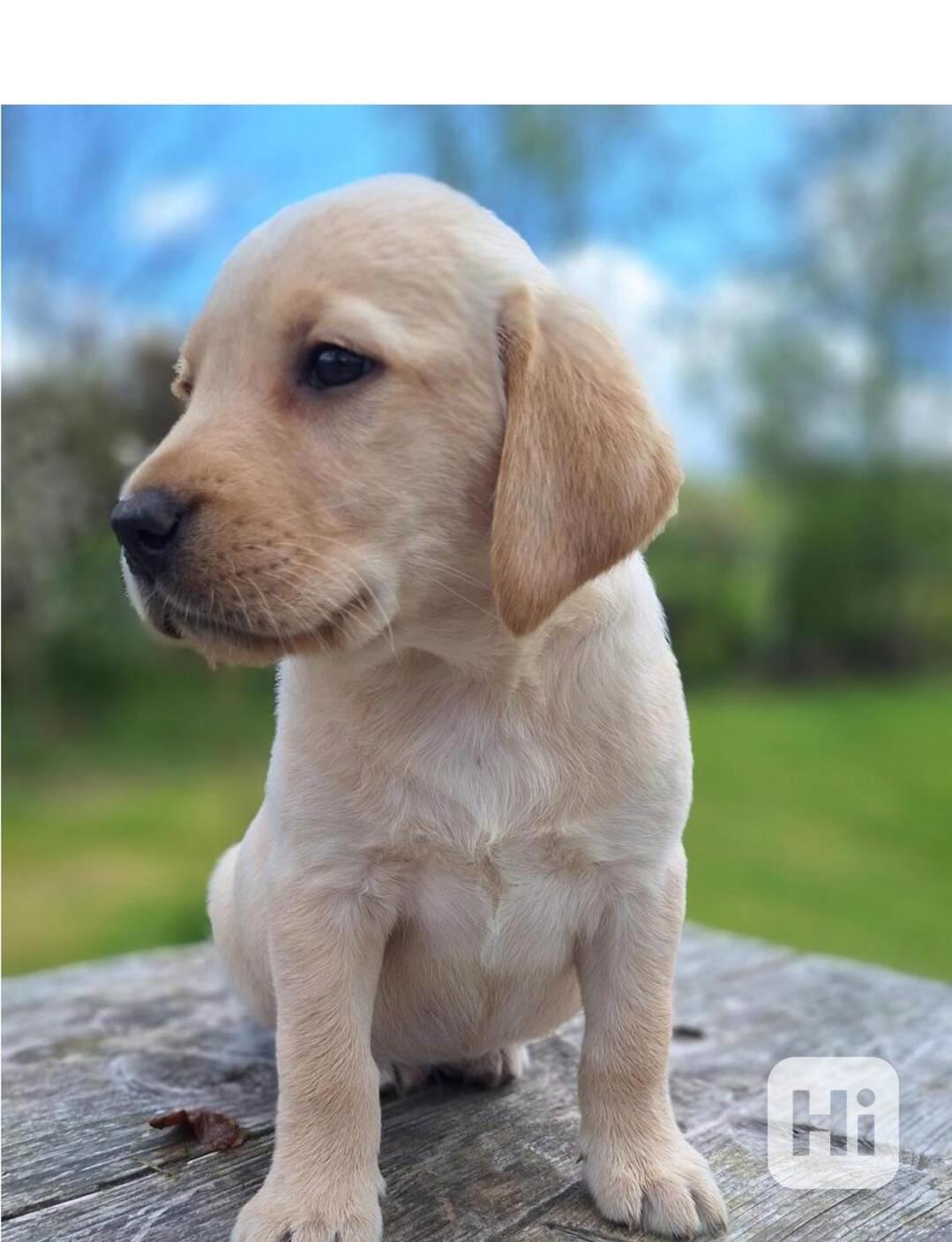fantastická štěňata labradorského retrívra k adopci - foto 1