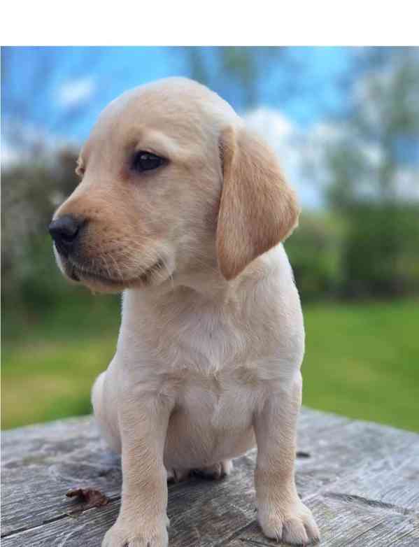 fantastická štěňata labradorského retrívra k adopci - foto 1