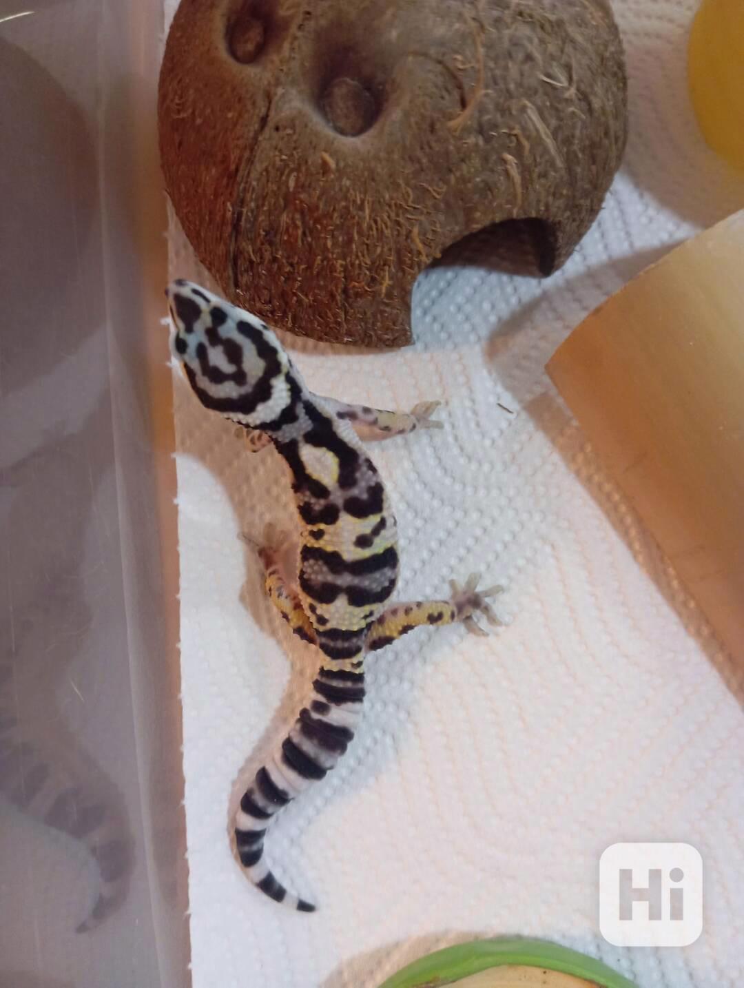 Gekončíci - foto 1