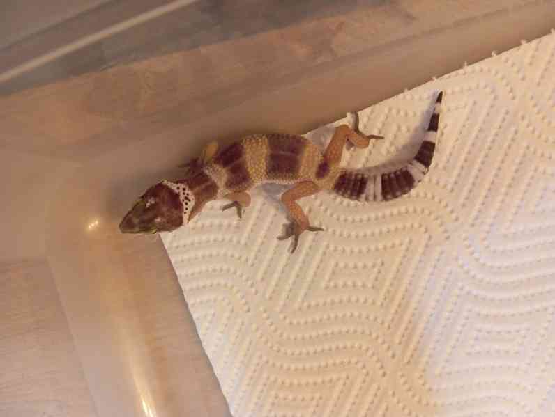 Gekončíci - foto 3