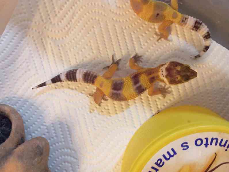 Gekončíci - foto 5