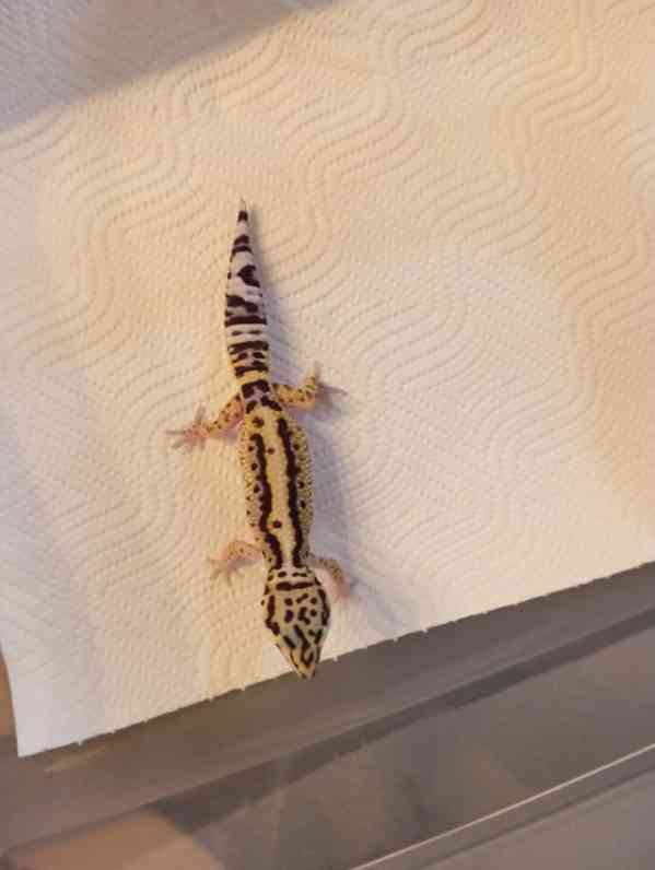 Gekončíci - foto 2